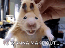 Sniff Hamster GIF - Sniff Hamster Animal GIFs