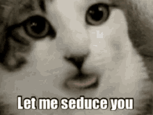 Let Me Seduce You Cat GIF - Let Me Seduce You Cat Tongue Out GIFs