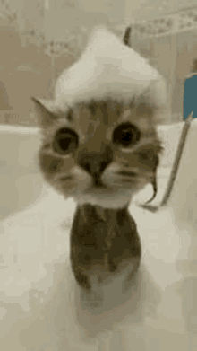 a cat is taking a bath in a bathtub with soap foam on its head .