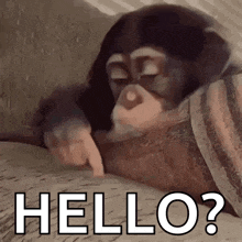 a chimpanzee is laying on a bed and pointing at the word hello ?