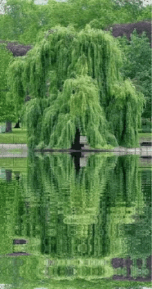 Tree Pond GIF