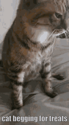Cat Begging GIF - Cat Begging For GIFs