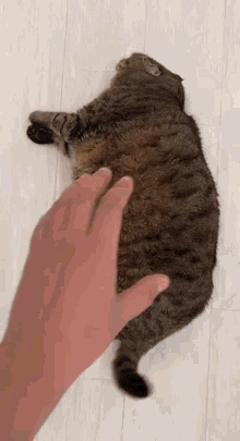 Chonky Cat Chonk GIF - Chonky Cat Chonk Cats GIFs