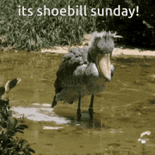 Shoebill Sunday Shoebill GIF - Shoebill Sunday Shoebill Sunday GIFs