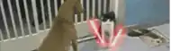 a dog and a cat are standing next to each other in front of a railing .