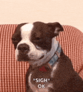 a brown and white dog is sitting on a red and white checkered couch and says sigh ok .