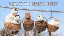 Want To Hang Out Cats GIF - Want To Hang Out Cats Cute GIFs