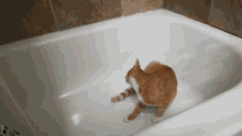 Orange Cat Crazy Cat GIF - Orange Cat Crazy Cat Kitten GIFs