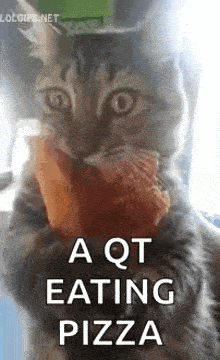 a cat is eating a piece of pizza with the words `` a qt eating pizza '' written above it .