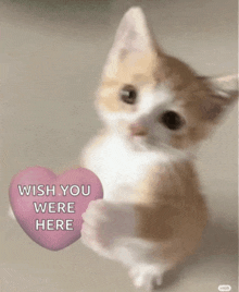 a kitten holding a pink heart that says " wish you were here "