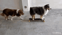 Skateboarding Dog Viralhog GIF