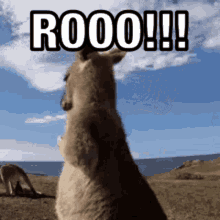 Rootroop Rootyroo GIF - Rootroop Rootyroo Roo GIFs