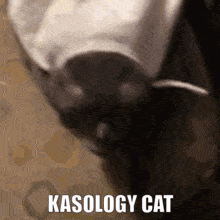 Kasology Kasology Cat GIF - Kasology Kaso Kasology Cat GIFs