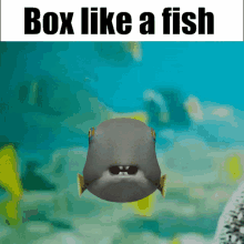 Box Fish GIF