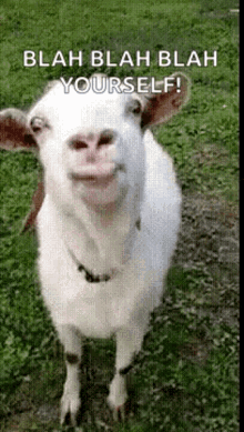 goat goat lick tongue out blah blah blah yourself