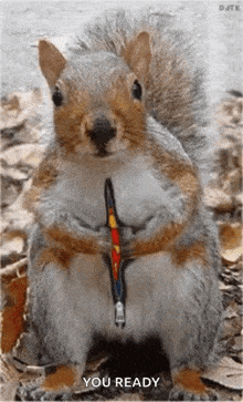 Super Squirrel GIF - Super Squirrel GIFs