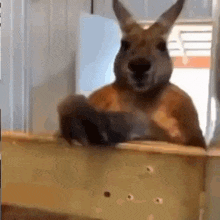 Kangaroo Attack GIF