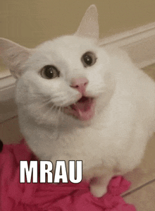 Mrau Cat GIF - Mrau Cat Kitty GIFs
