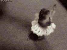 moving dancing animals