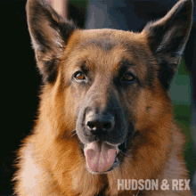 Blinking Dog Rex GIF - Blinking Dog Rex Diesel Vom Burgimwald GIFs