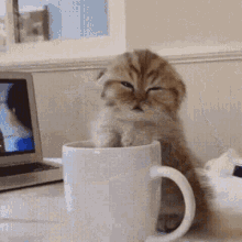 chat qui sendort sur une tasse de caf%C3%A9