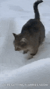 Cat Kitty GIF - Cat Kitty Winter GIFs