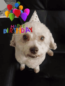 Minji Birthday Dog Poddle Hzppybirthday Happybirthday Bday GIF