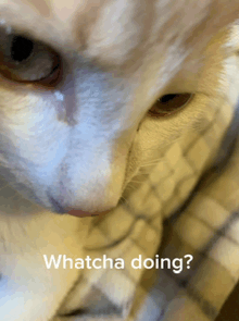 a close up of a cat 's face with a tear coming out of its eye and the words whatcha doing below it