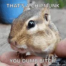 a chipmunk is being held in someone 's hand with a caption that says that 's a chipmunk