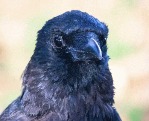 Crow Wink GIF - Crow Wink Crow Monthly - Discover & Share GIFs