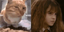 Hermione Granger Cat GIF - Hermione Granger Cat Judgemental Cat GIFs