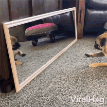 Playing On The Mirror Viralhog GIF - Playing On The Mirror Viralhog Dog Reflection In The Mirror GIFs
