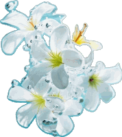 Flower Plumaria Sticker