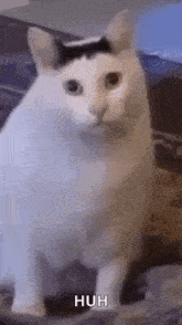 Huh Cat Huh M4rtin GIF