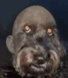 Bald Dog Louis Tomlinson GIF - Bald Dog Louis Tomlinson Ugly Rat GIFs