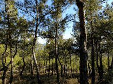 Tree Forest GIF - Tree Forest Sun GIFs