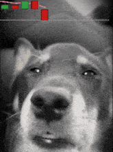 a close up of a dog 's face with a candle chart in the background