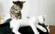 Cats Kitten GIF - Cats Kitten Massage GIFs