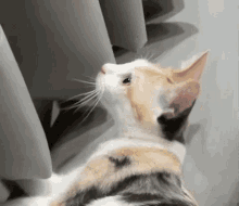 Tongue Cat GIF