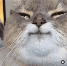 Someone'S Cat GIF - Someone'S Cat Thirstisreal GIFs