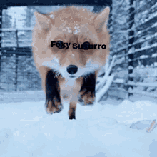 a fox is running in the snow with the name foxy susurro written on its face