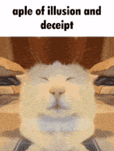 a picture of a cat with the words aple of illusion and decept