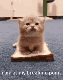 Cat Kms GIF - Cat Kms Bread GIFs