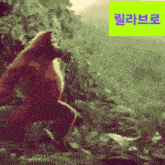 a picture of a gorilla with a green sticker that says ' korean ' on it