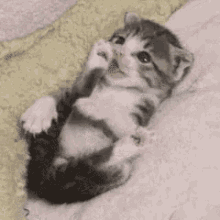 猫咪 猫 可爱 宠物 GIF - Cat Kitten Cute GIFs