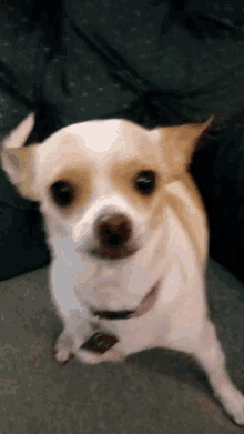 Chihuahua Weird GIF - Chihuahua Weird Silly GIFs