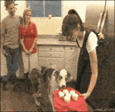 a dog is sniffing cupcakes in a kitchen
