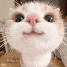 a close up of a cat 's face with a pink nose looking at the camera .