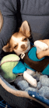 Dog Chihuahua GIF - Dog Chihuahua Smile GIFs
