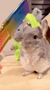 a chinchilla standing next to a comb with a stuffed animal in the background
